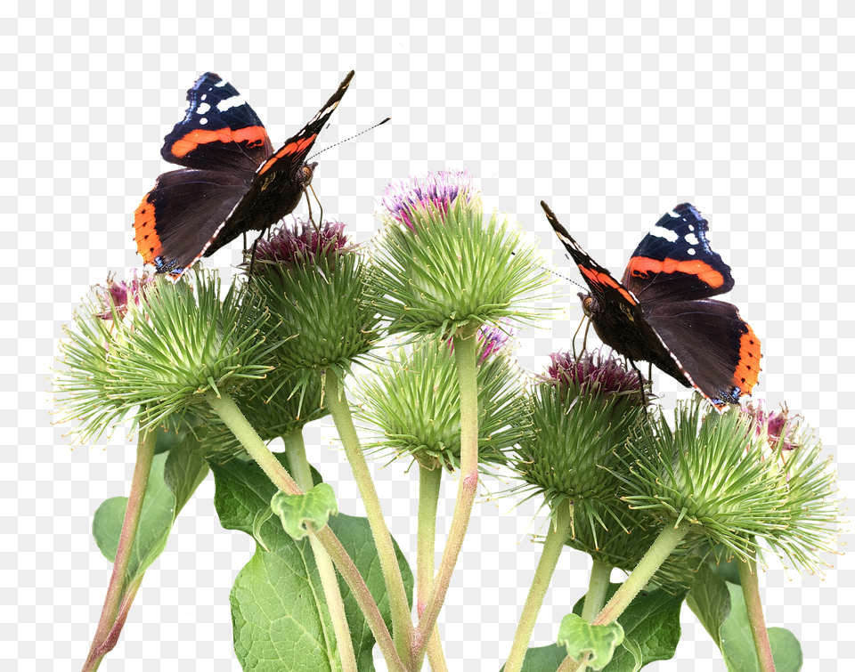 Butterflies Flower, Plant, Thistle Free Png Download