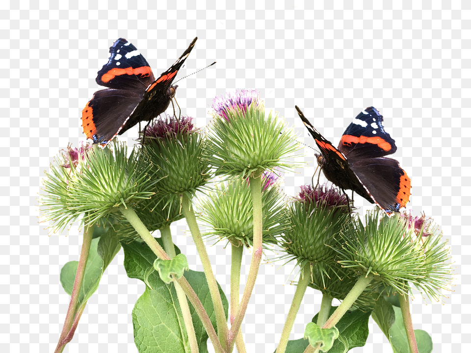 Butterflies Flower, Plant, Animal, Insect Png Image