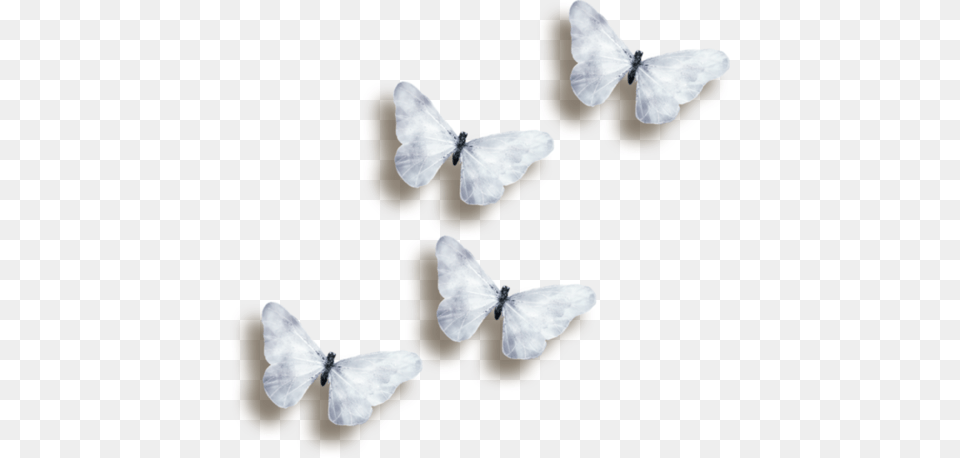 Butterflies 3d Butterfly Reposted White Butterfly Transparent, Flower, Petal, Plant, Animal Png