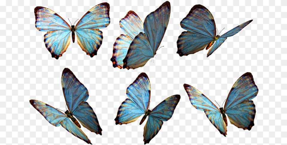 Butterflies, Animal, Butterfly, Insect, Invertebrate Free Png Download