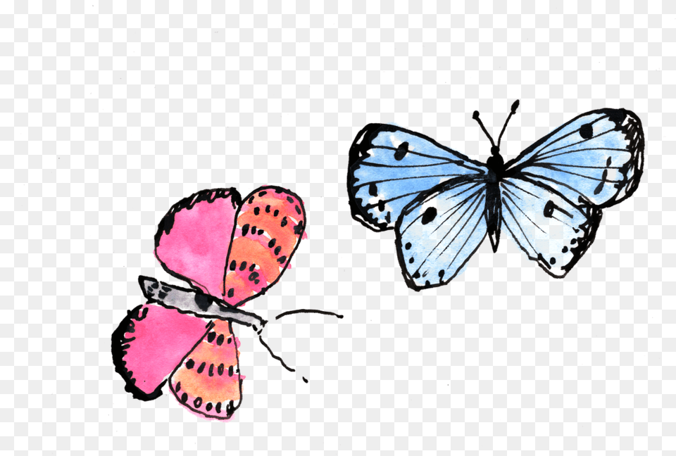 Butterflies Anthocharis Cardamines, Animal, Insect, Invertebrate, Butterfly Free Transparent Png