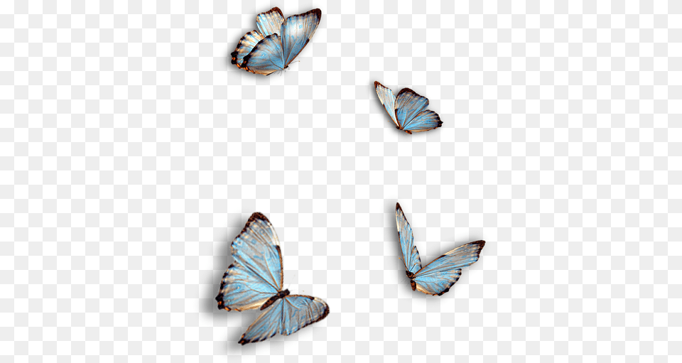 Butterflies Blue Insect Isolated Ragdoll Kitty And Butterflies, Animal, Butterfly, Invertebrate, Bird Png