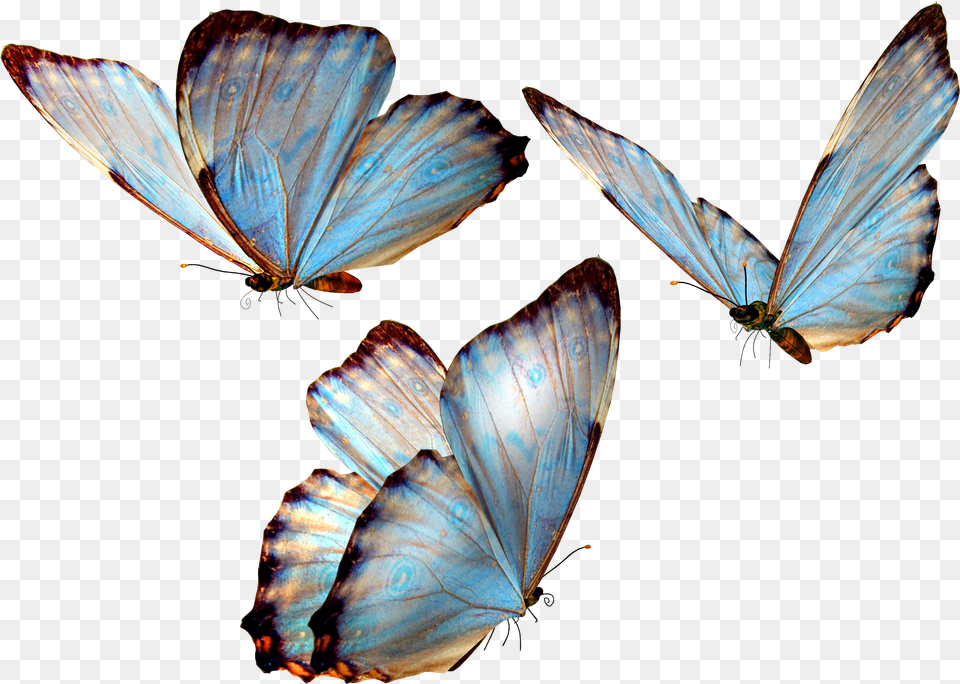 Butterflies Butterflies Free Transparent Png