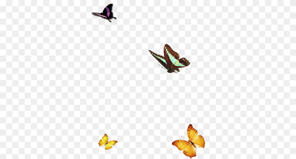 Butterflies Butterfly Nature, Animal, Insect, Invertebrate, Bird Free Png Download