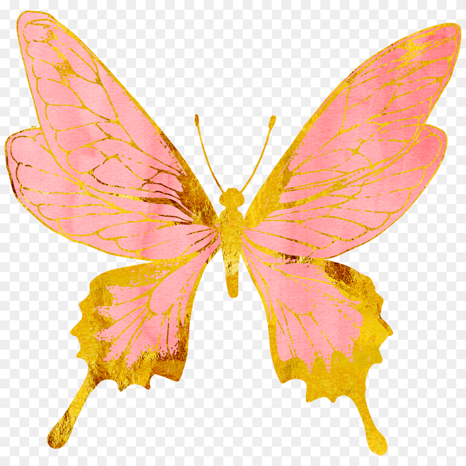 Butterflies Butterfly Pastel Pink Rosegold Gold Golden, Leaf, Plant, Animal, Insect Png