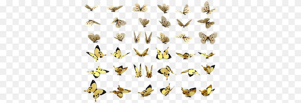 Butterflies Butterfly Swarm Insect Lepidoptera, Animal, Invertebrate Free Transparent Png