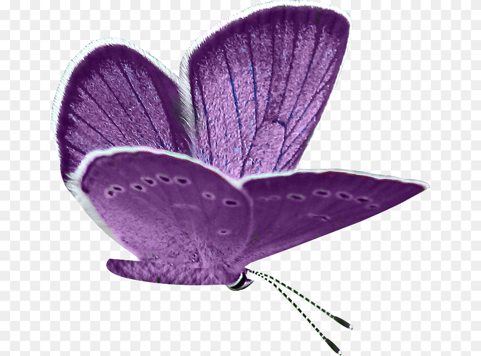 Butterflies Clipart, Purple, Flower, Plant, Petal Free Png