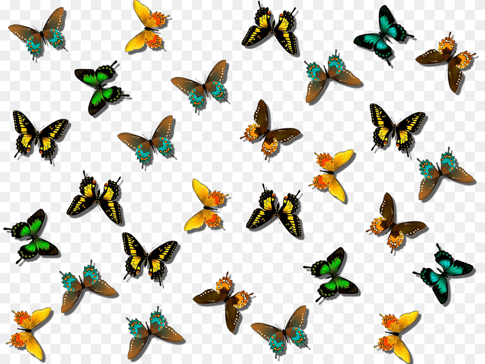 Butterflies Clipart, Animal, Bee, Bird, Flying Free Png