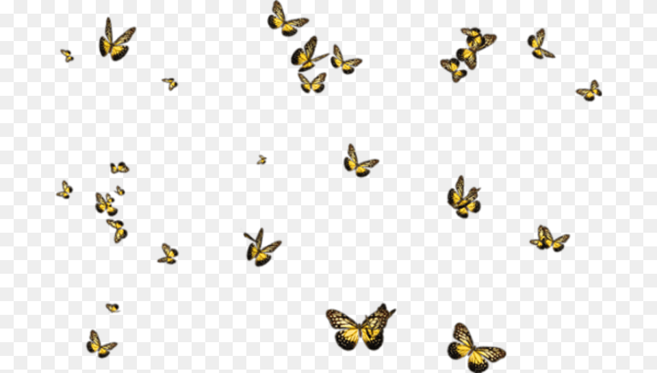 Butterflies D Halloween, Animal, Bird, Flying, Bee Png