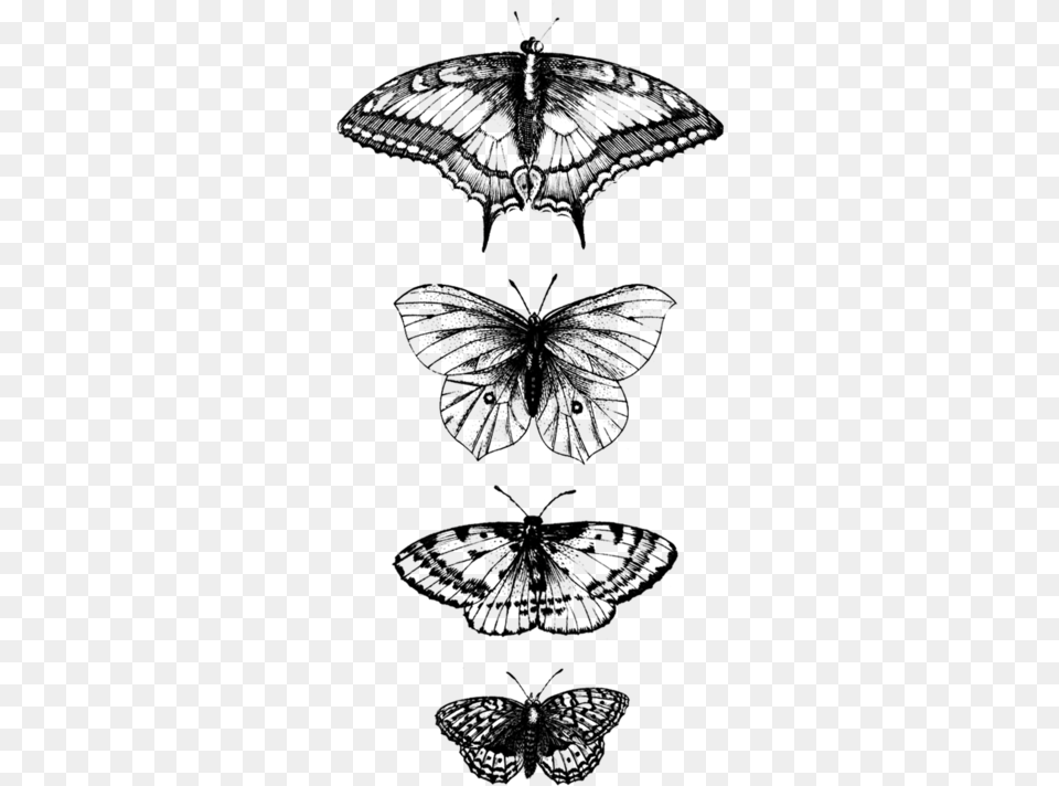 Butterflies Detail, Lighting, Gray Free Png