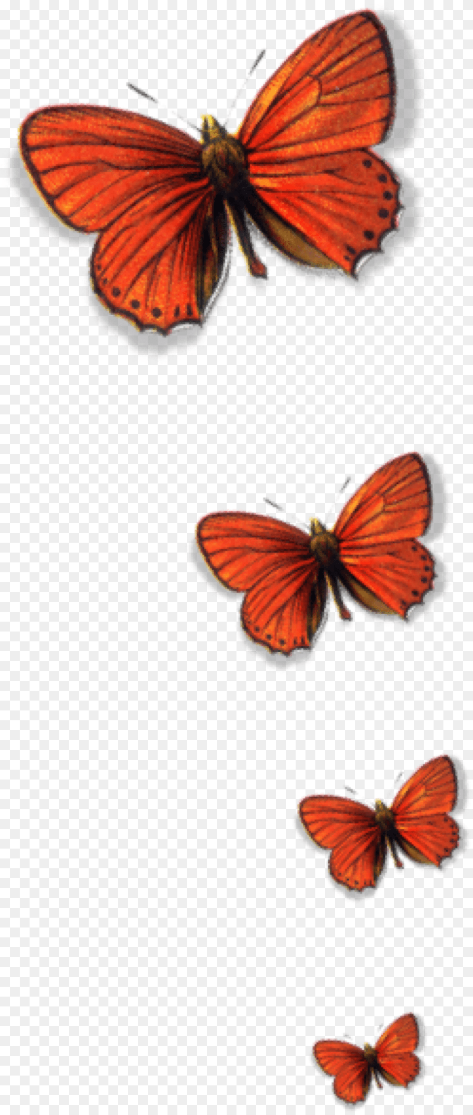 Butterflies Freetoedit Butterflies, Animal, Butterfly, Insect, Invertebrate Png Image