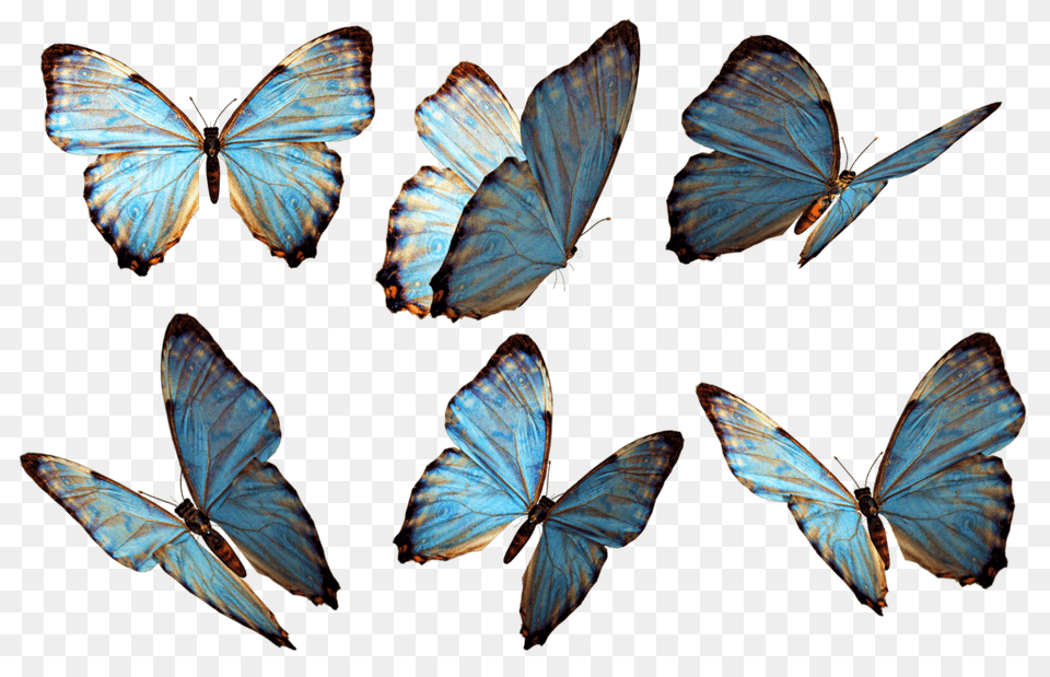 Butterflies Group Blue, Animal, Butterfly, Insect, Invertebrate Free Png