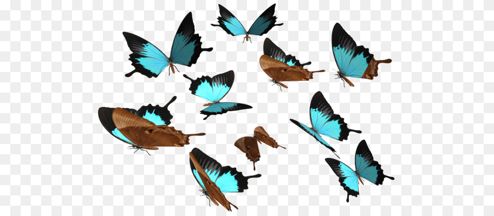 Butterflies Group Blue Brown Transaprent, Animal, Bird, Flying, Jay Png
