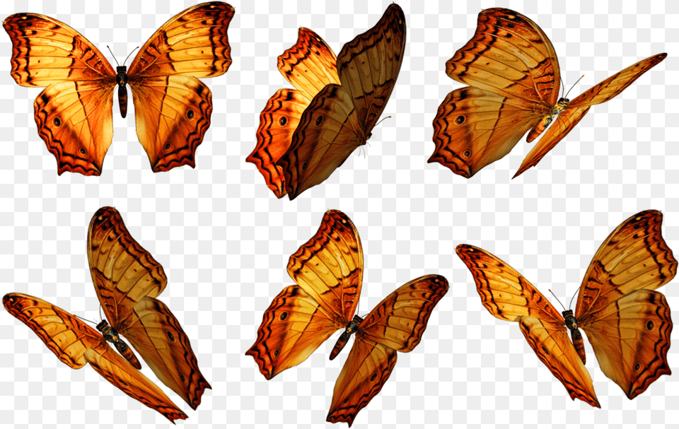 Butterflies Pic Butterfly Overlay Photoshop, Animal, Insect, Invertebrate, Monarch Free Transparent Png