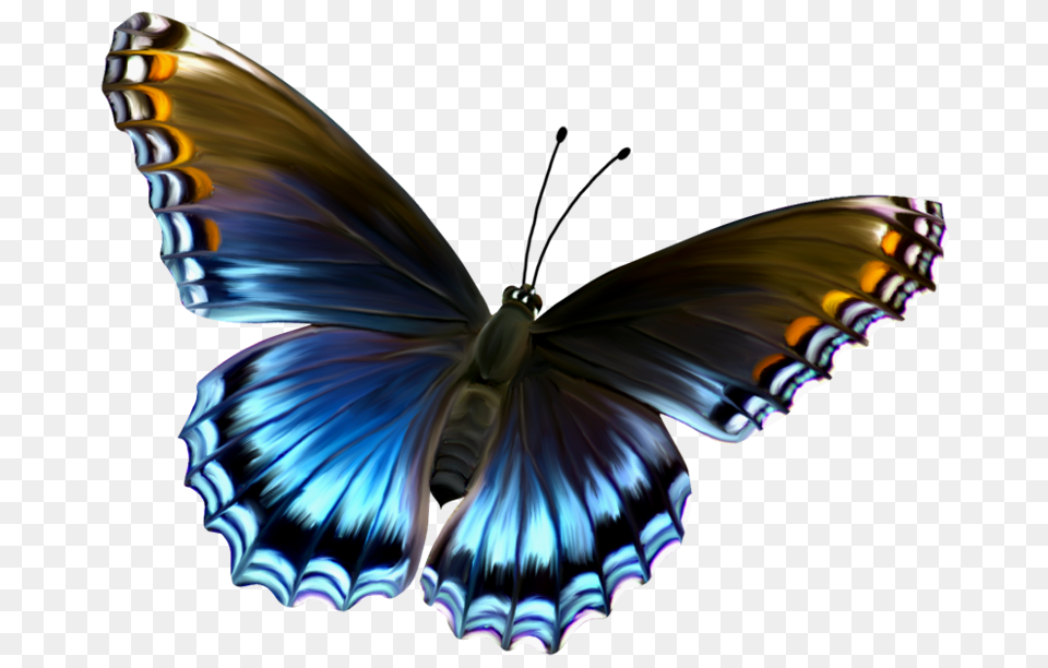 Butterflies Pictures, Animal, Butterfly, Insect, Invertebrate Png