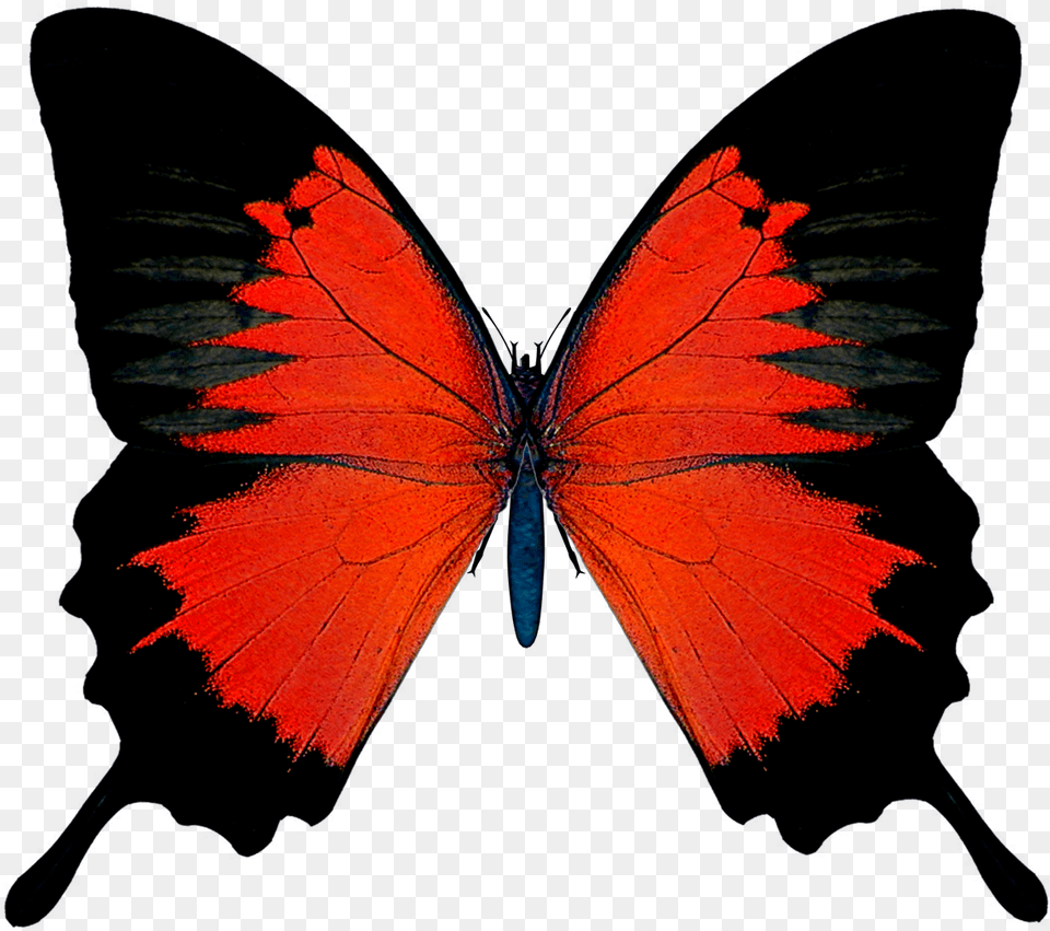 Butterflies Red And Black, Person, Animal, Butterfly, Insect Free Png Download