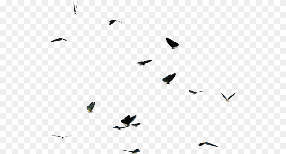 Butterflies Swarm Clipart Flock, Animal, Bird, Flying, Accessories Png