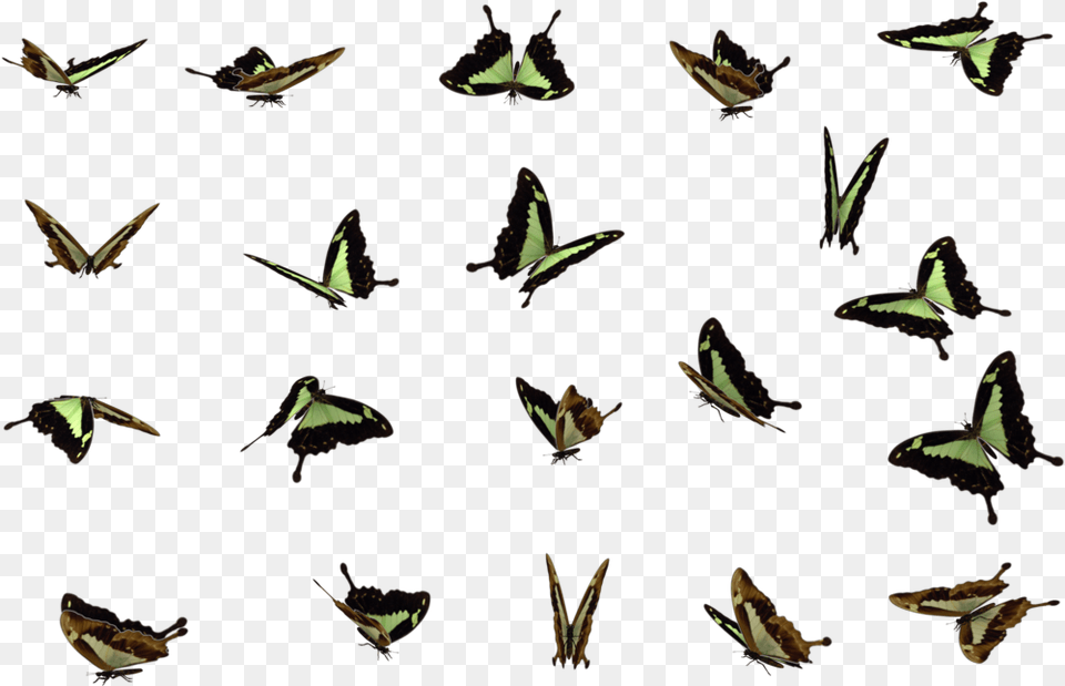 Butterflies Swarm File Swarm Of Butterflies, Animal, Bird, Flying, Wildlife Png Image