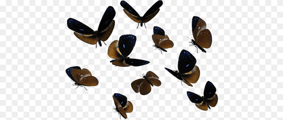Butterflies Swarm Transparent Transparent Butterfly Swarm, Animal, Insect, Invertebrate Free Png