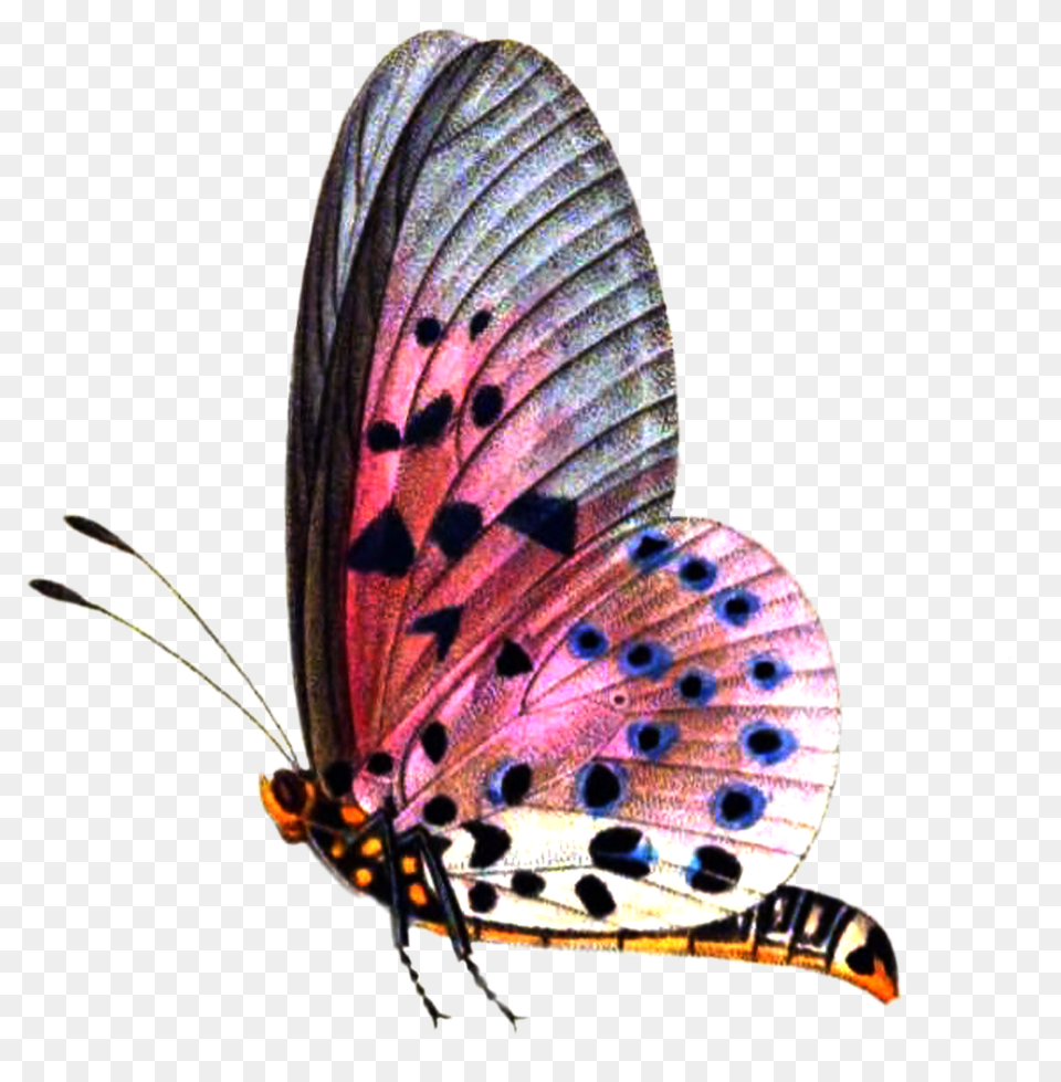 Butterflies Transparent Pictures, Animal, Insect, Invertebrate, Butterfly Png Image
