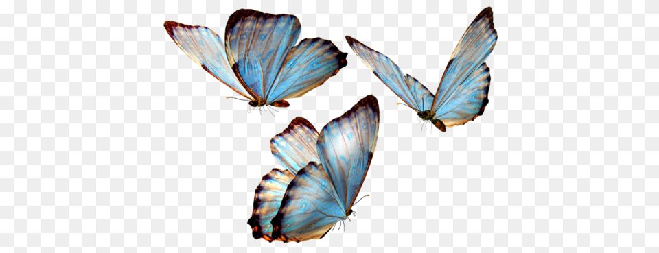 Butterflies Transparent Pictures, Animal, Insect, Invertebrate, Butterfly Free Png Download