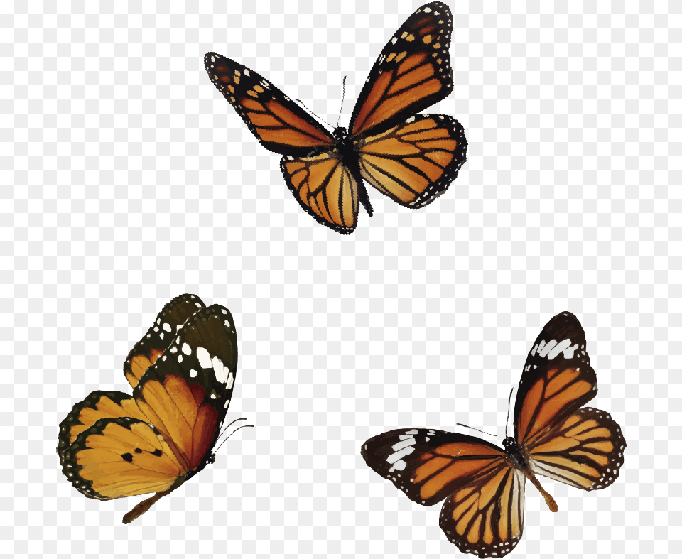 Butterfly, Animal, Insect, Invertebrate, Monarch Free Png Download