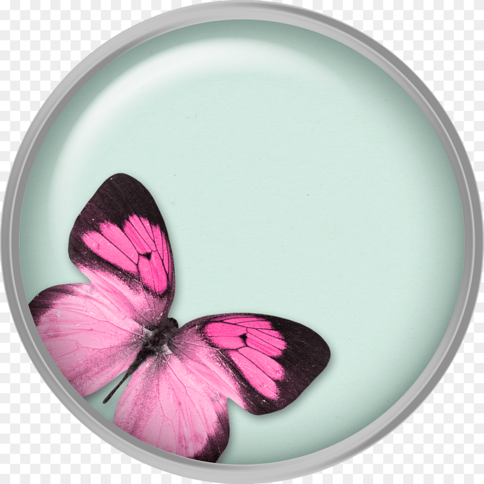 Butterfly, Flower, Petal, Plant, Photography Free Transparent Png