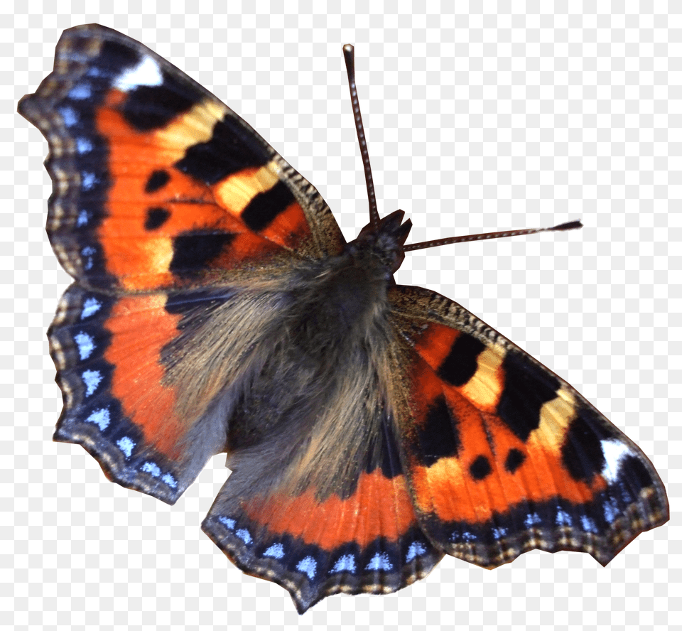 Butterfly, Animal, Insect, Invertebrate Free Png