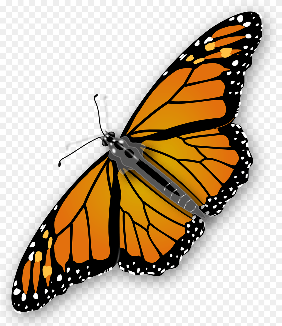 Butterfly, Animal, Insect, Invertebrate, Monarch Free Png Download