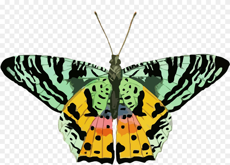 Butterfly Animal, Insect, Invertebrate, Moth Free Png Download