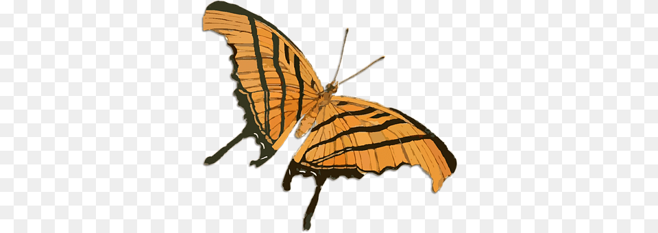 Butterfly Animal, Insect, Invertebrate, Moth Free Png Download