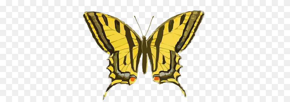 Butterfly Animal, Insect, Invertebrate, Moth Free Transparent Png