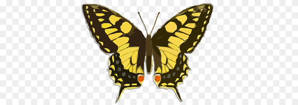Butterfly Animal, Insect, Invertebrate, Person Free Png Download