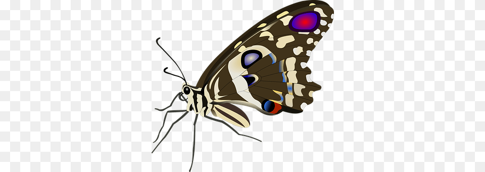 Butterfly Animal, Insect, Invertebrate, Moth Free Png