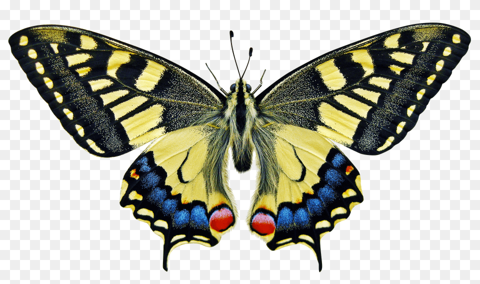 Butterfly Clip, Publication, Book, Comics, Accessories Png Image