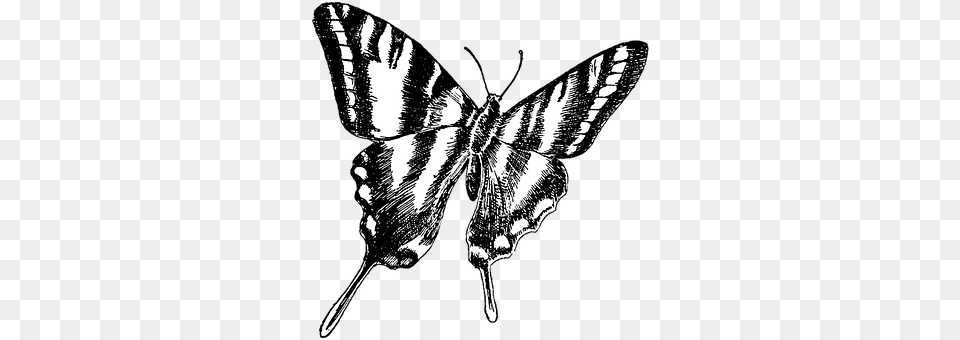 Butterfly Art, Animal, Insect, Invertebrate Free Png