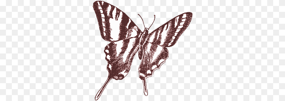 Butterfly Animal, Insect, Invertebrate Png Image