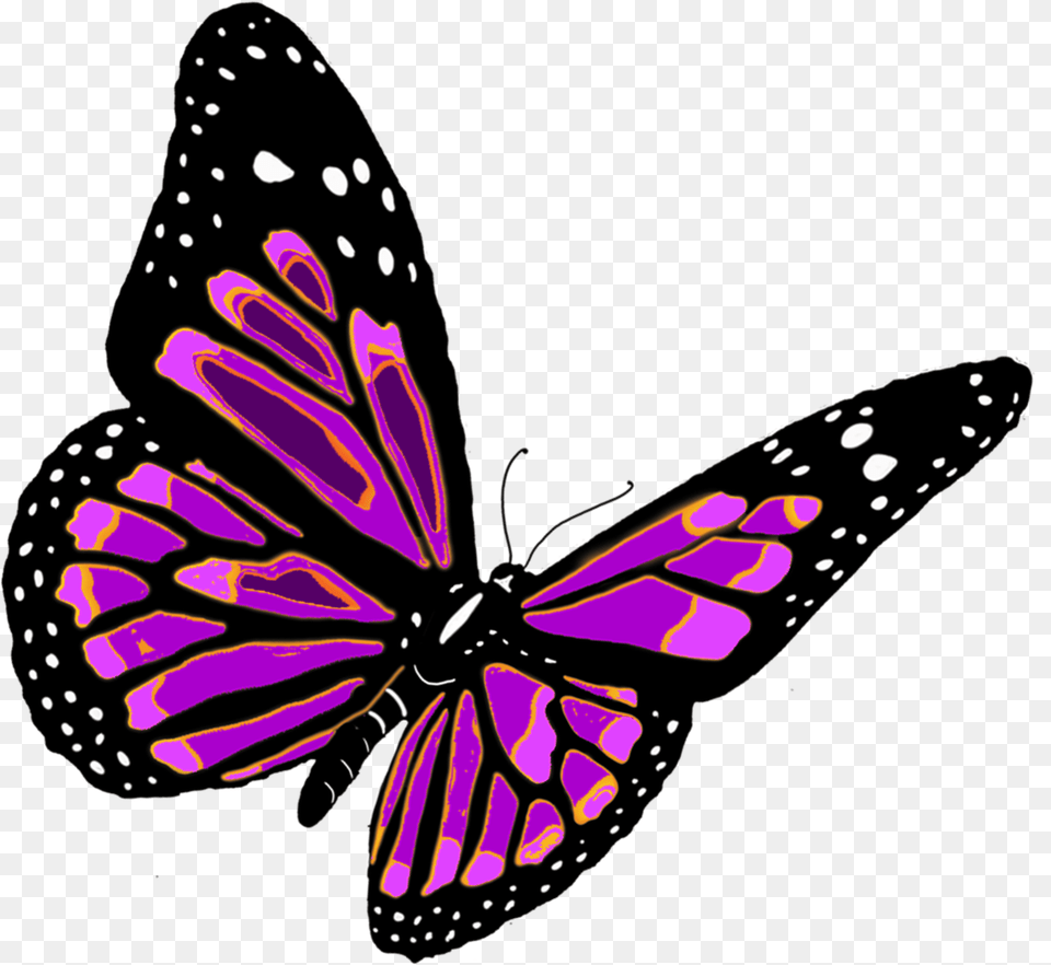 Butterfly, Purple, Animal, Insect, Invertebrate Free Png Download