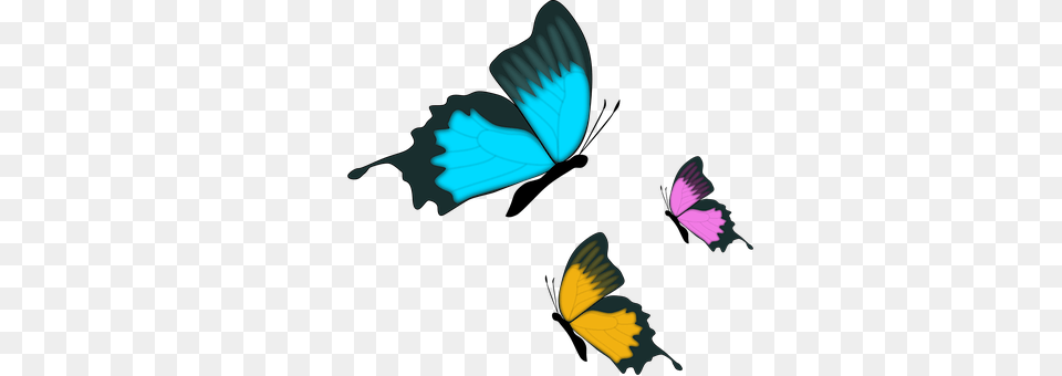 Butterfly Animal, Bird, Flying, Insect Png Image