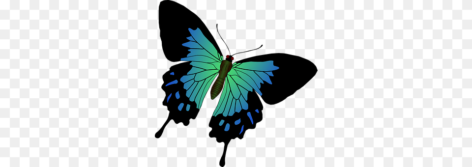 Butterfly Animal, Bird, Jay Free Transparent Png