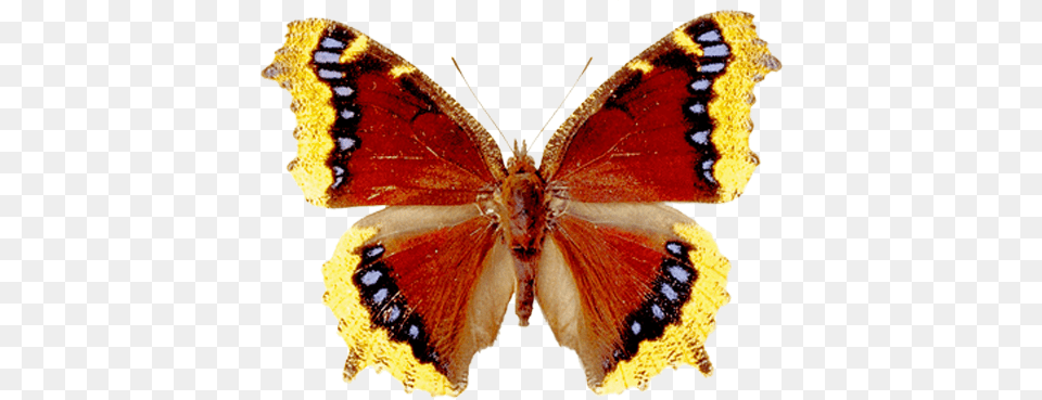 Butterfly, Animal, Insect, Invertebrate, Food Png Image