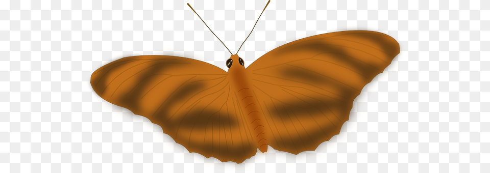 Butterfly Animal, Insect, Invertebrate Png
