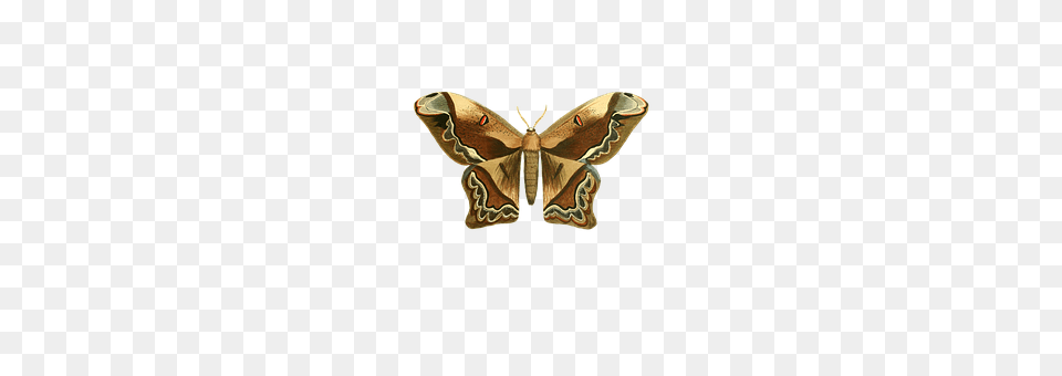Butterfly Animal, Insect, Invertebrate, Moth Free Transparent Png