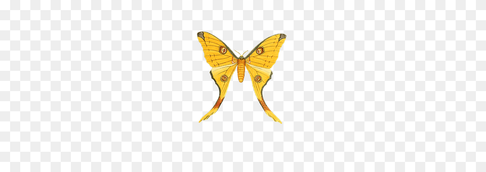 Butterfly Animal, Insect, Invertebrate, Moth Free Png Download