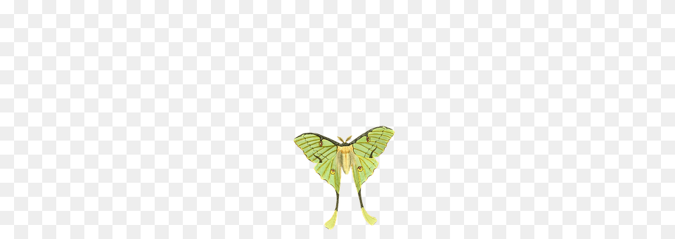 Butterfly Animal, Insect, Invertebrate, Moth Free Transparent Png