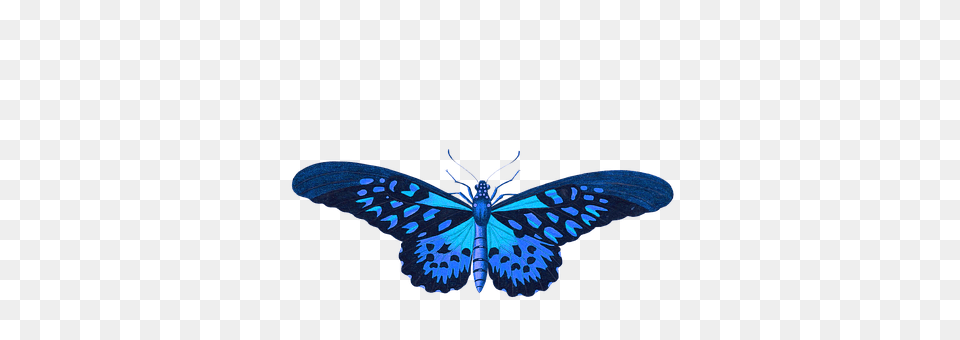 Butterfly Animal, Insect, Invertebrate, Spider Free Png