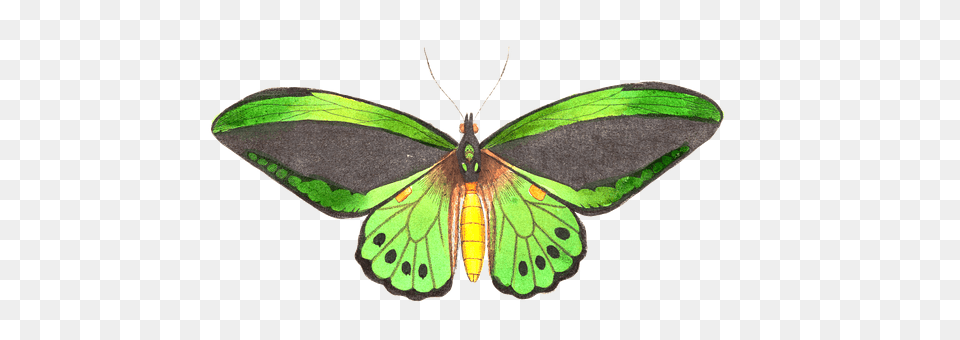 Butterfly Animal, Insect, Invertebrate, Moth Free Transparent Png