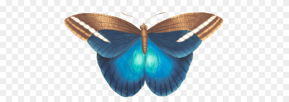 Butterfly Animal, Insect, Invertebrate, Moth Png Image