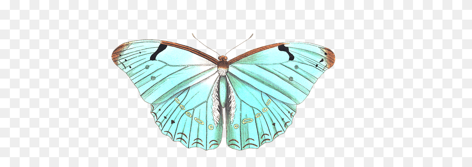 Butterfly Animal, Insect, Invertebrate Png