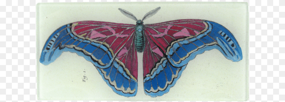 Butterfly, Animal, Insect, Invertebrate, Moth Png
